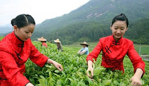 Lístky čaje Da Hong Pao se sbírají s láskou